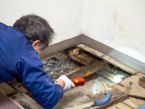 Best Bathroom Mold Remediation in Cerritos, CA