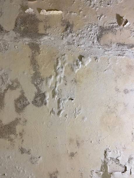Best Commercial Mold Remediation in Cerritos, CA