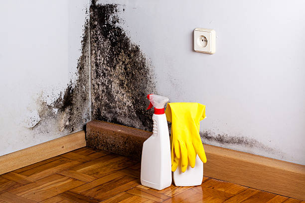 Best Emergency Mold Remediation in Cerritos, CA
